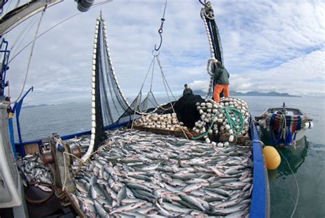 Alasca A Pesca De Fenda De Revisao