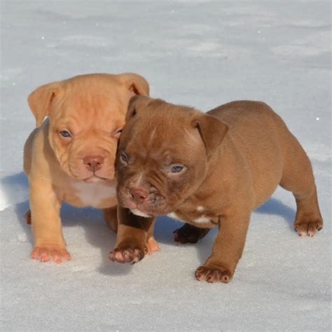 American Bully Texas Holdem