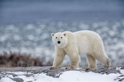 Arctic Bear Bodog