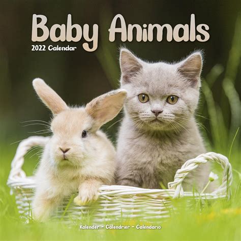 Baby Pet Review 2024