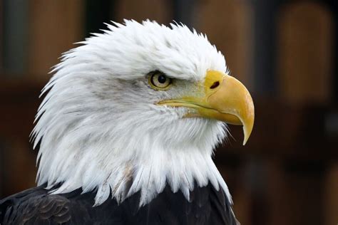 Bald Eagle Sportingbet