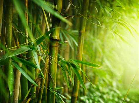 Bamboo Wilds Betsul