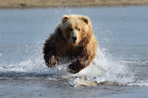 Bear Run Netbet
