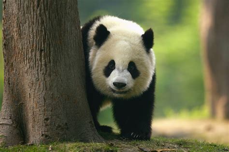 Big Panda Bet365