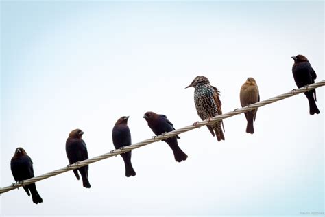 Birds On A Wire Bodog