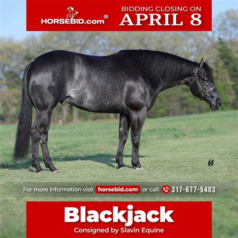 Black Jack Charme Aqha