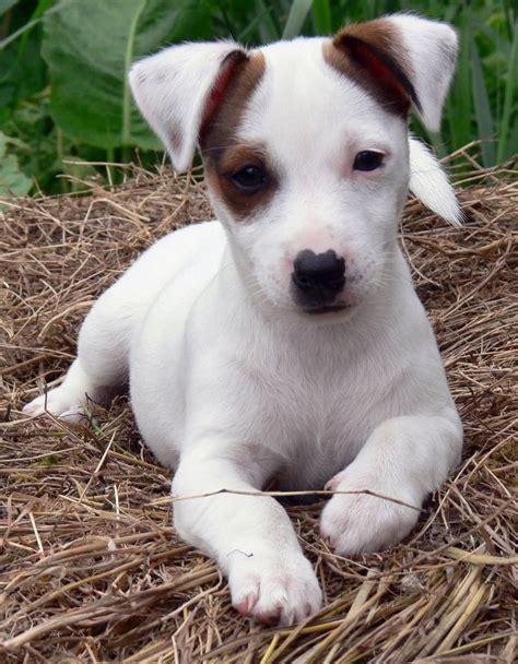 Black Jack Russell Cachorro