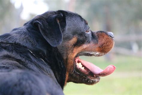 Blackjack Rottweiler