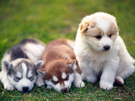 Bonito Roleta Fofo Filhote De Cachorro