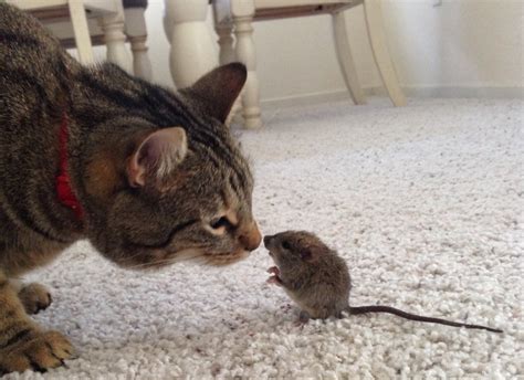 Cat And Mouse Betano