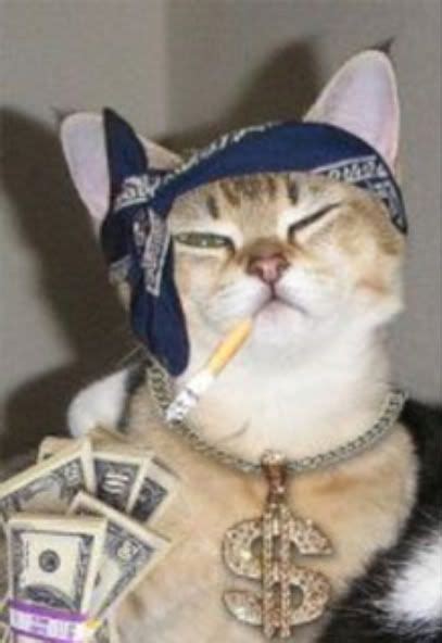 Cat Gangster 1xbet