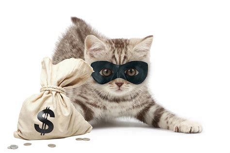 Cat Thief Pokerstars