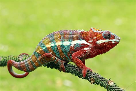 Chameleon Betsul