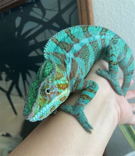 Chameleonaire Betano