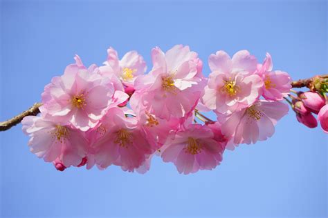Cherry Blossom Sportingbet