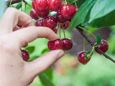 Cherry Picking Roleta