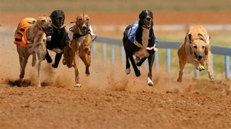 Corrida De Caes De Roleta