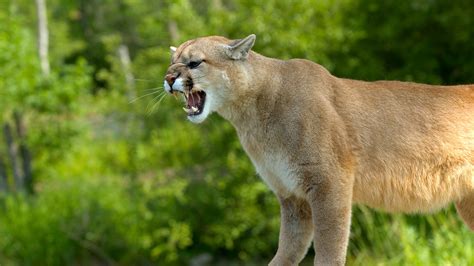 Cougar Roar Parimatch