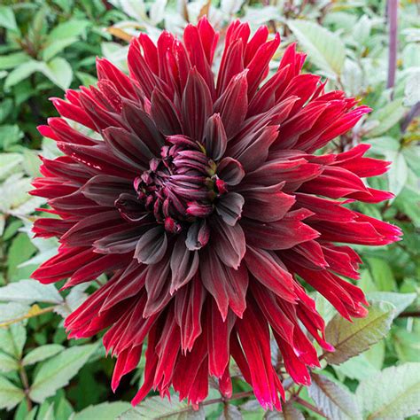 Dahlia Black Jack