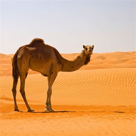 Desert Camel Bet365
