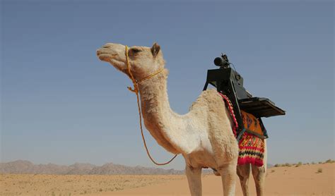 Desert Camel Betano