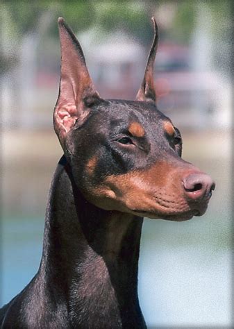 Doberman Blackjack