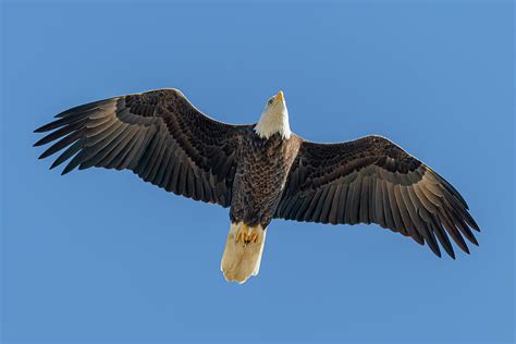 Eagle S Flight Bet365