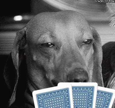 Engracado Poker Gifs