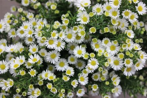 Flores De Monte Cassino