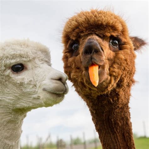 Funny Alpaca Betway