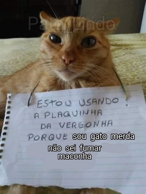 Gato De Merda