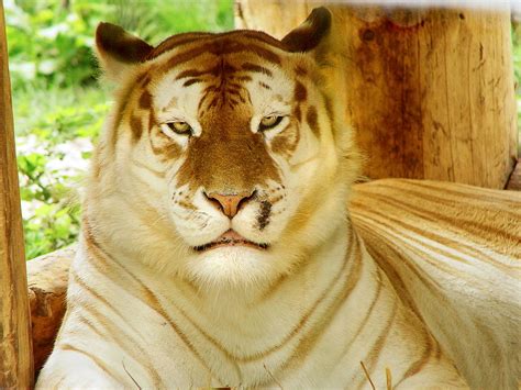 Golden Tiger Brabet