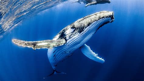 Great Whale Novibet