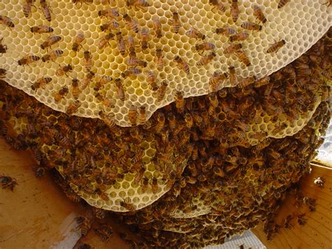 Honey Hive Xl Bet365