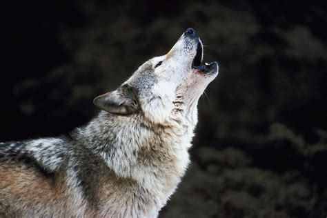 Howling Wolves Parimatch