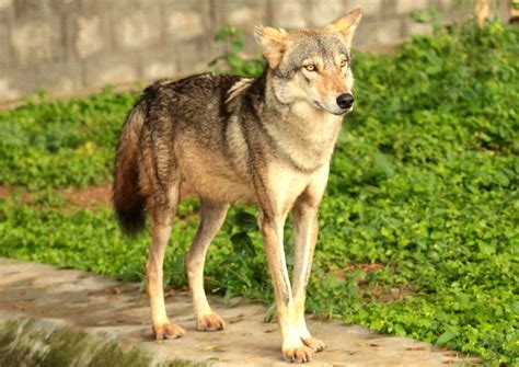 Indian Wolf Betano