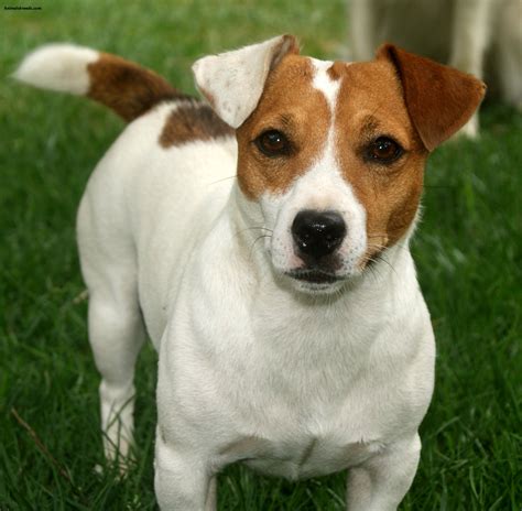 Irlandes Preto E Tan Jack Russell Terrier