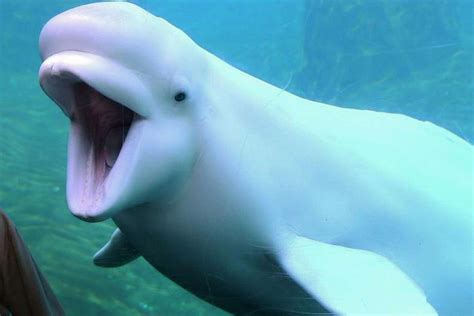 Jolly Beluga Whales Betano