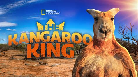 Kangaroo King Bodog