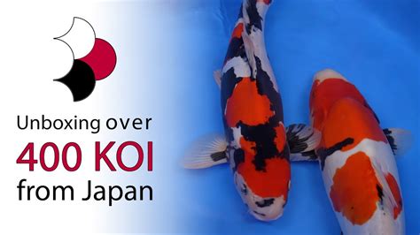 Koi Treasure Brabet