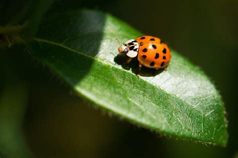 Ladybug Luck Bet365