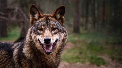 Lobo Selvagem Maquina De Fenda