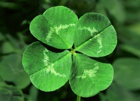 Lucky Clovers Betsul