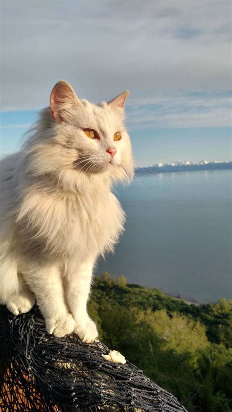 Majestic Cats Betano