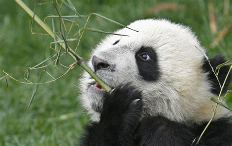 Maquina De Fenda De Bambu Panda
