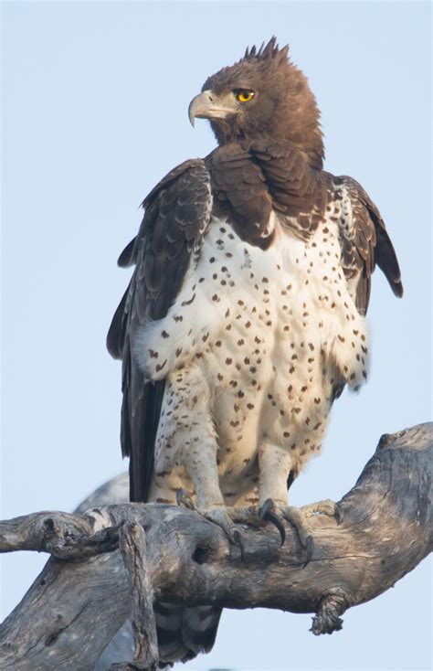 Martial Eagle Bodog