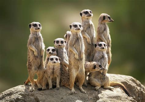Meerkats Family Betano