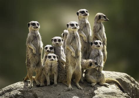 Meerkats Family Bodog