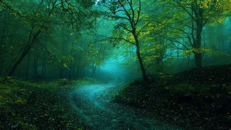 Misty Forest Betsul