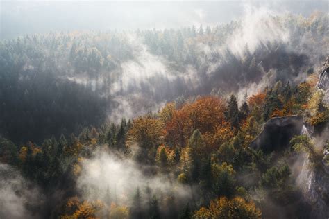 Misty Forest Bwin